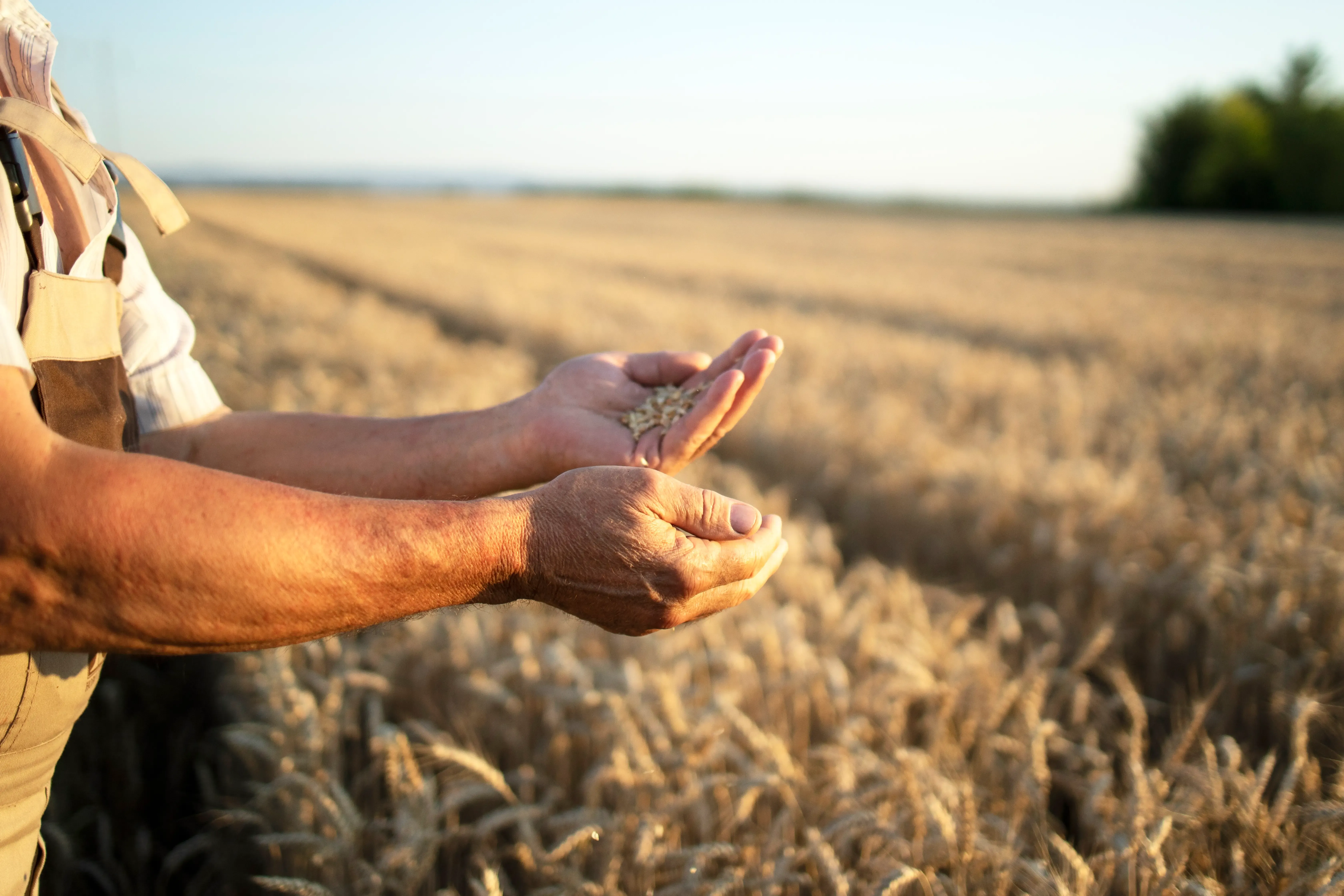 Harvesting the Crops